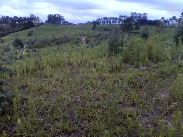 Foto 1 - área com 125-2 hectares em pinhão pr